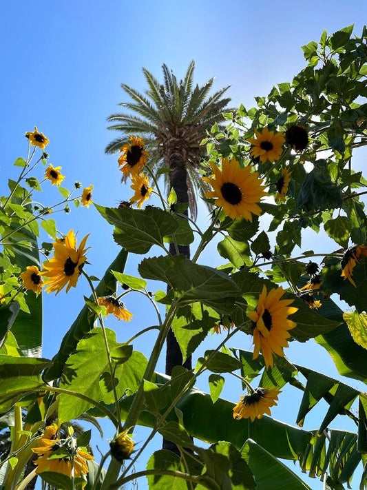 元気で明るく太陽に向かって咲く夏の花 -ひまわり-